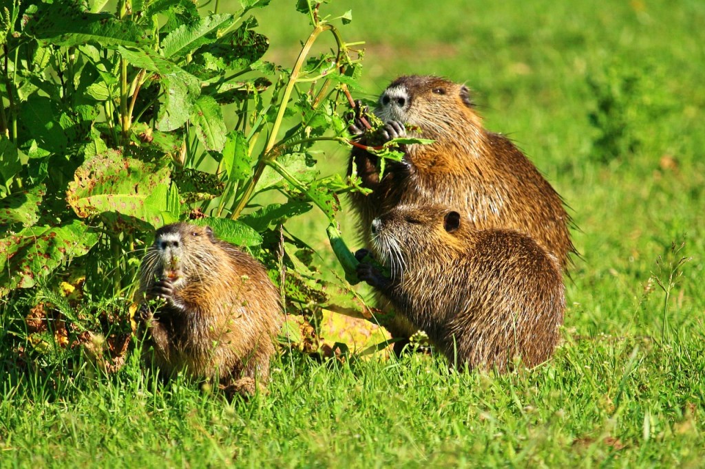Des ragondins qui mangent des feuilles