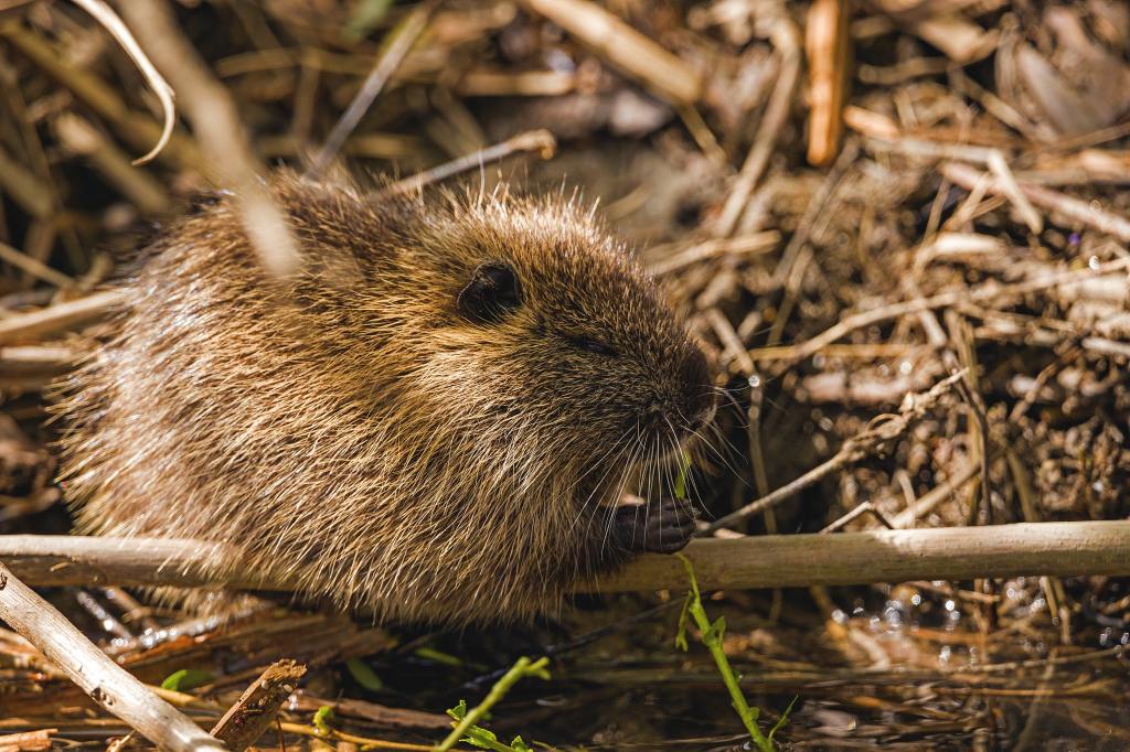 Un ragondin dans son terrier